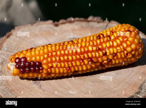 Multi Color Dried Corn Agriculture Product From Guatemala Zea Mays