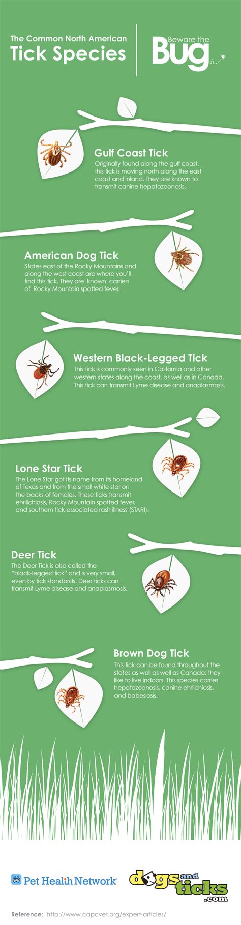 The Common North American Tick Species