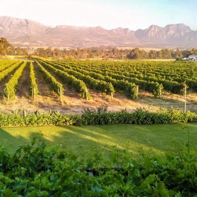 South African Wine And Its History | Wine in the Cape