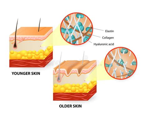 Skin Aging Stock Illustrations 20421 Skin Aging Stock Illustrations
