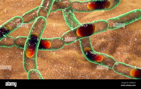 Anthrax Bacteria Computer Illustration Anthrax Bacteria Bacillus