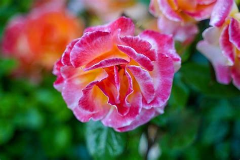 Rose Bush Petals Blossoms Free Photo On Pixabay Pixabay
