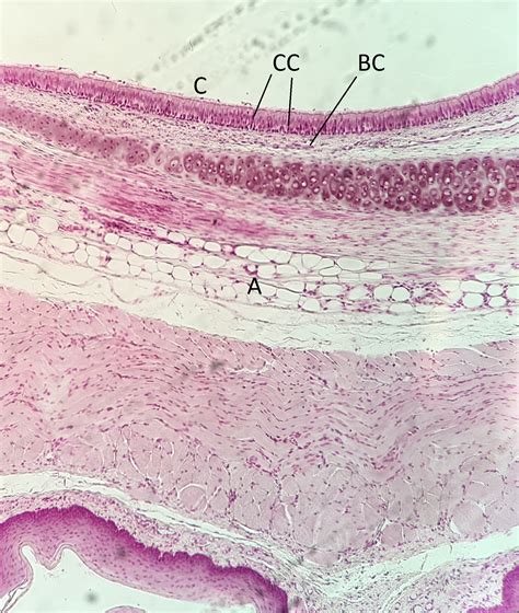 Simple Squamous Epithelial Tissue Under Microscope