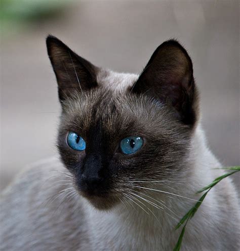 Siamese Cats: A Complete Guide - The Happy Cat Site