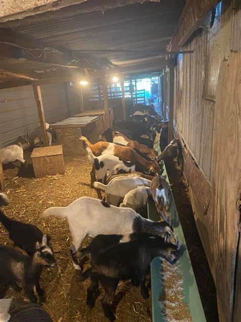 Buggy Town Livestock Auction Home Facebook