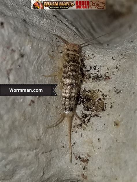 Silverfish Babies