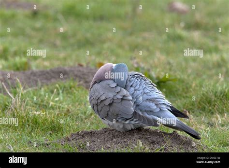 Wood Pigeon Columba Palumbus Adult On The Ground Preening Stock Photo