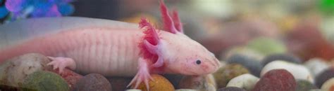 Axolotl Care Guide Pet Better With Pet Circle