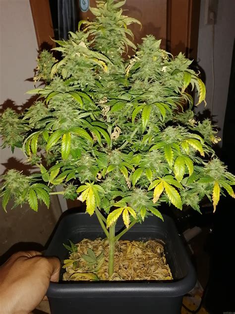 Gorilla Glue Linda Seeds Cannabis Strain Gallery