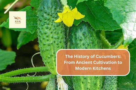 The History Of Cucumbers From Ancient Cultivation To Modern Kitchens