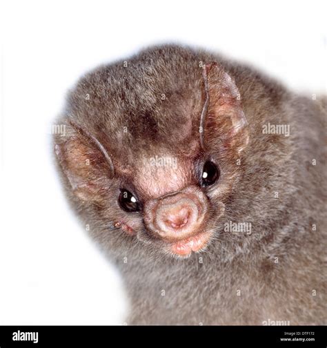 Diphylla ecaudata, hairy-legged vampire bat Stock Photo: 66713110 - Alamy