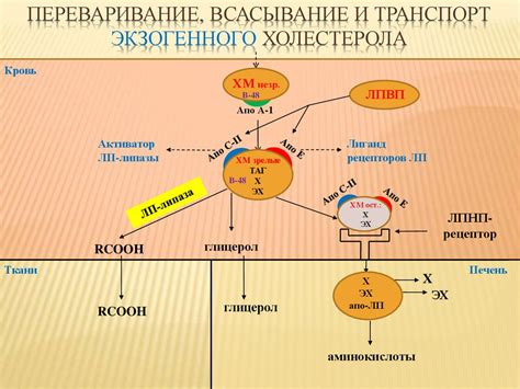 Обмен холестерола - online presentation