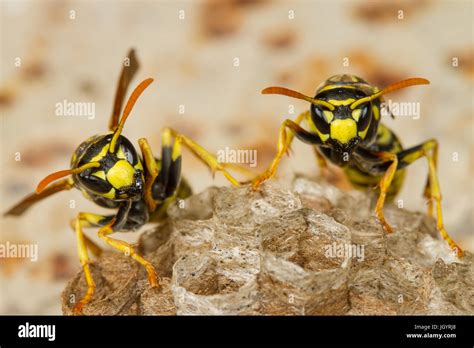 Paper Wasps Nest Hi Res Stock Photography And Images Alamy