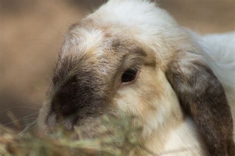 Conejo Orejas De Animal Foto Gratis En Pixabay Pixabay