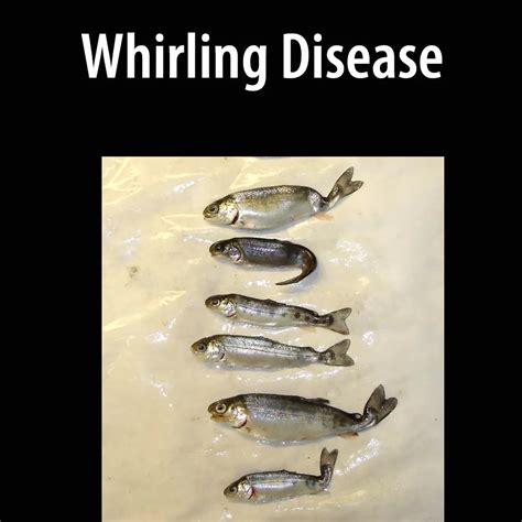 Whirling Disease - Alberta Invasive Species Council