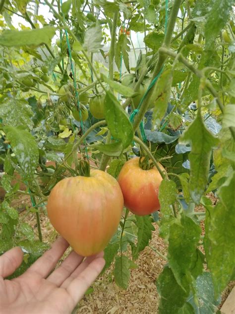 Томат Абаканский розовый: описание сорта, ОТЗЫВЫ (47), фото | tomatland.ru