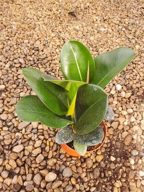 6 Ficus Sofia Tri State Foliage In House Availability