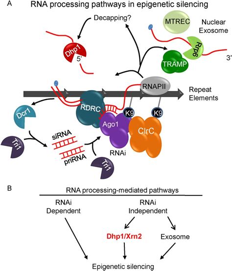 Dhp Represents A Novel Rna Processing Mechanism Which Mediates