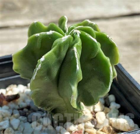 SHPR12572 Astrophytum myriostigma hybrid f. variegata ? - Кактус онлайн