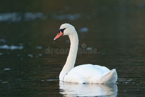 Cisne Mudo Descansando A Orillas Del Lago Imagen De Archivo Imagen De