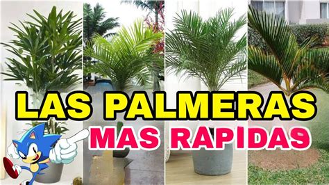 Descubre Los Mejores Tipos De Palmeras Peque As De Exterior Para Tu