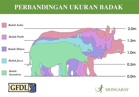 The Sumatran Rhino In