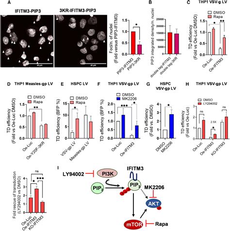 Interferoninducible Phospholipids Govern IFITM3dependent Endosomal