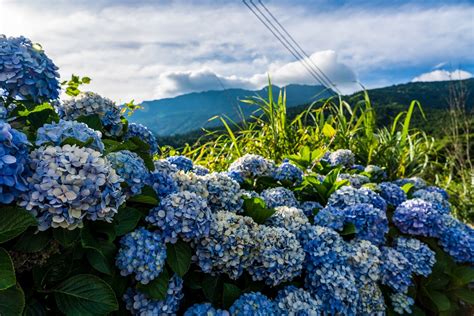 在繡球花季的思念 南庄高山青 Ericsite 攝影 旅遊 心情