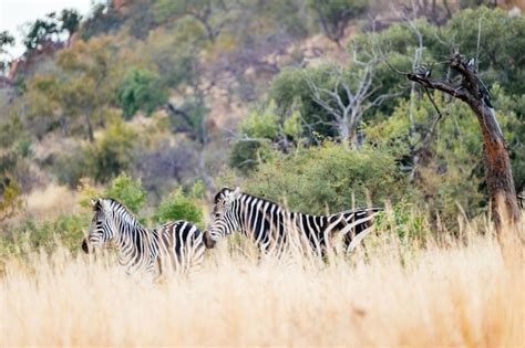 Premium Photo Zebras On Grass Against Trees