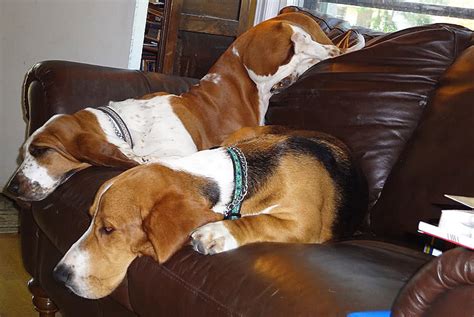 What Is The Most Laid Back Breed Of Dog