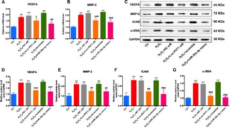 Lncrna Pvt Mir A P Regulates The Vegfa Mmp Axis In Human