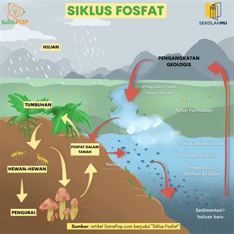 Mengenal Siklus Fosfor Definisi Peran Dan Prosesnya Sainspop