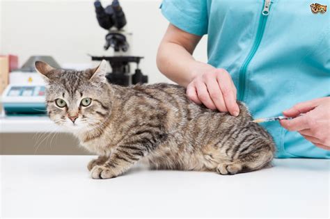 What Vaccinations Should My Cat Have 535e347db7c7b Los Angeles Allergist