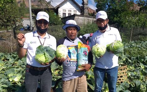 Npk Pelangi Pupuk Kaltim Tingkatkan Produktivitas Kubis Petani Bangli