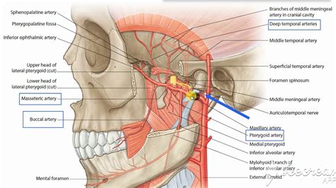 Maxillary Artery 3 Youtube