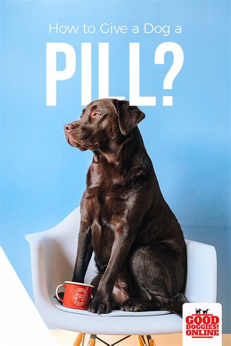 How To Give A Dog A Pill Good Doggies Online Training Your Dog