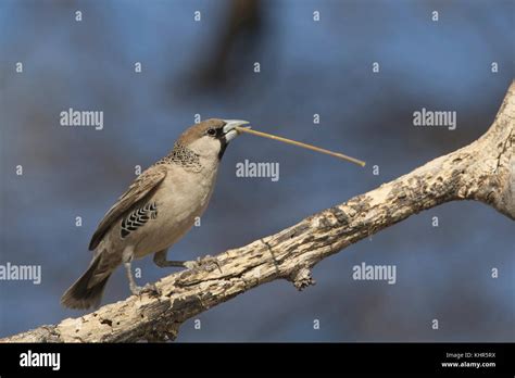 Sociable Weaver Philetairus Socius Carrying Nesting Material Etosha