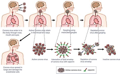 Saponin And Immune Stimulant Based Gargles And Nasal Rinses A