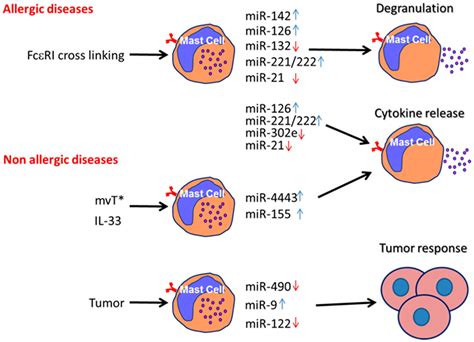 Ijms Free Full Text Microrna Involvement In Allergic And Non