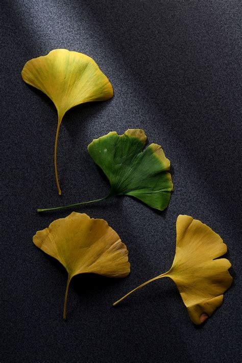 Ginkgo Daun Daun Gingko Biloba Foto Gratis Di Pixabay Pixabay