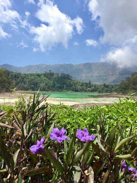 Plantas con flores púrpuras en el campo contra el cielo Foto Premium