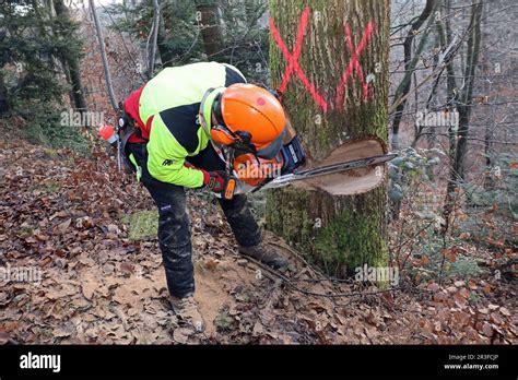 Cut a tree Stock Photo - Alamy