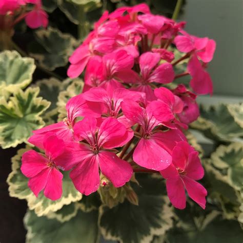 Geranium Zonal Variegated Madame Salleron Plug Plants Pack X6 South