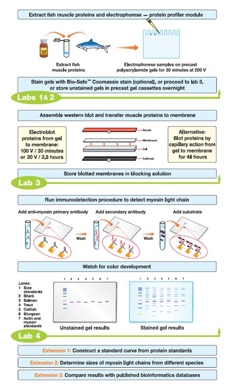 Comparative Proteomics Kit Ii Western Blot Module Life Science