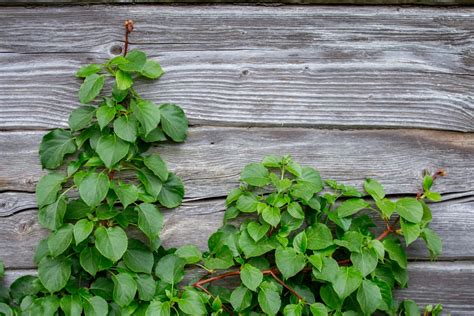 Climbing Plants For Shade Brisbane At Keith Penn Blog