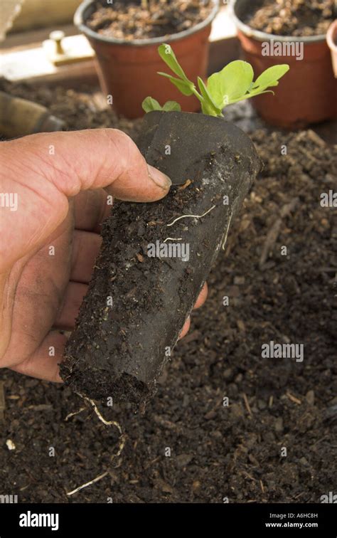 Fibre Pot Containing Pea Seedling Ready For Planting Out In Vegetable