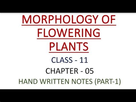 Class Biology Chapter Morphology Of Flowering Plants Hand