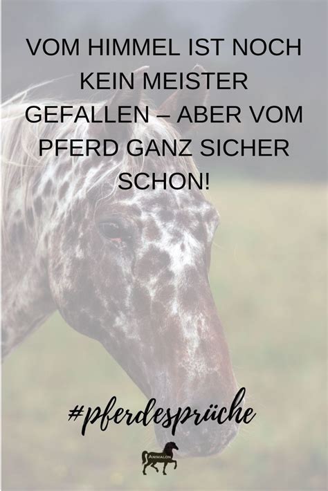 Pin von Animalon auf Pferdesprüche Zitate rund ums Pferd