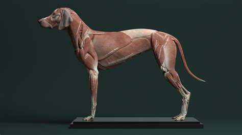 ArtStation - Canine Anatomy Model | Resources