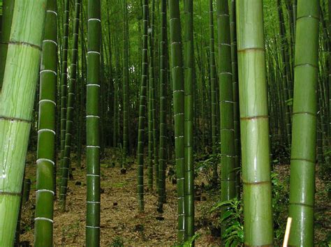 Bamboo grove 02 Free Photo Download | FreeImages